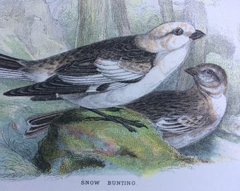 1896 Snow Bunting Original Antique Chromolithograph - Bird - Ornithology - Mounted and Matted - Wall Decor - Available Framed