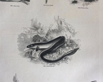1856 Large Original Antique Fish Engraving - Eel, Sunfish, Pipefish, Sharp-nosed Eel, Beluga Sturgeon, Thames Trout  - Marine Wall Decor