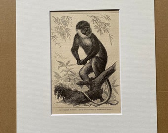 1896 Red-bellied Monkey Original Antique Print - Natural History - Mounted and Matted - Available Framed