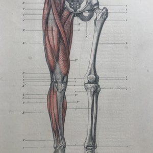 1890 Original Antique Anatomical Print - Leg Muscles & Bones - Skeleton - Anatomy - Medical Decor - Mounted and Matted - Available Framed