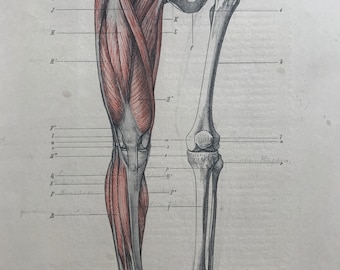 1890 Original Antique Anatomical Print - Leg Muscles & Bones - Skeleton - Anatomy - Medical Decor - Mounted and Matted - Available Framed