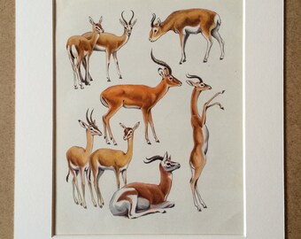 1968 Original Vintage Print - Mounted and Matted - Gazelle Species - Available Framed