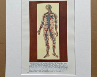 1930s Distribution of the Main Blood Vessels of the Human Body Original Vintage Print - Science - Mounted and Matted - Available Framed