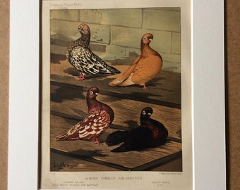 1876 Original Antique Lithograph - Pigeon - Almond Tumbler Sub-Varieties - Ornithology - Antique Bird Art - Available Framed