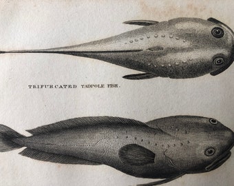 1812 Trifurcated Tadpole Fish Original Antique Engraving - Ichthyology - Fish Art - Fishing Cabin Decor - Available Framed