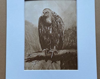 1930s Griffon Vulture Original Vintage Print - Bird Art - Natural History - Mounted and Matted - Available Framed