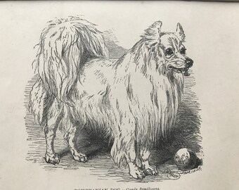 1896 Pomeranian Dog Original Antique Print - Dog - Canine Decor - Natural History - Mounted and Matted - Available Framed