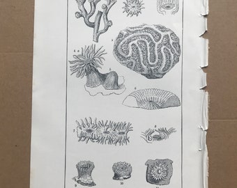 1858 Original Antique Engraving - Recent Corals, with their Polypes - Geology - Fossil - Palaeontology - Decorative Art