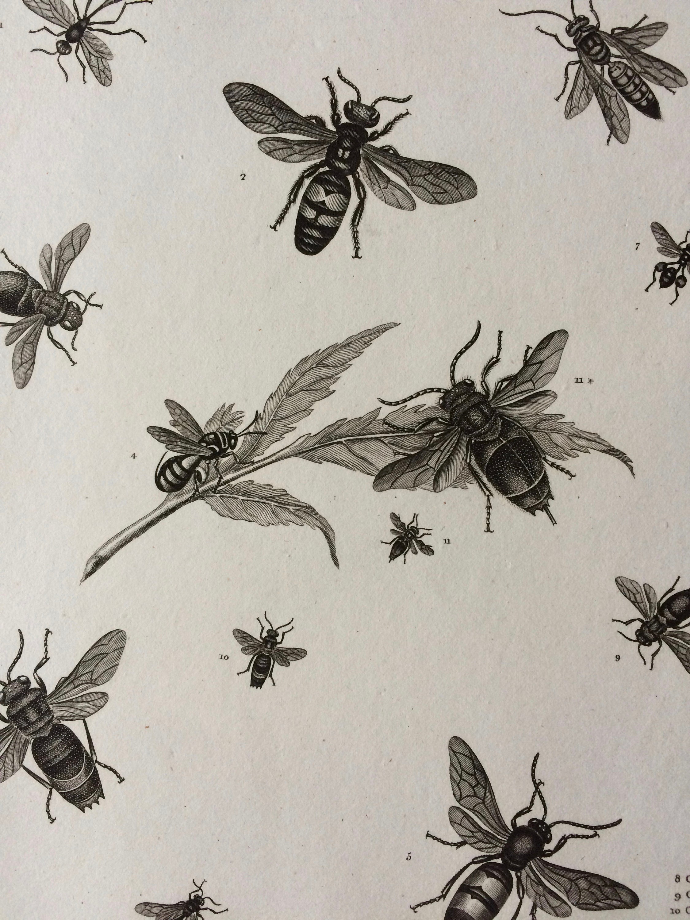 1819 Wasp Varieties Original Antique Engraving Available Mounted and