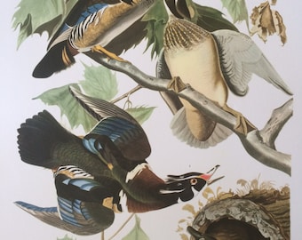 SUMMER or WOOD DUCK Large Original Vintage 1964  Audubon Print, 14 x 17 inches, Bird Decor, Vintage Decor, Ornithology