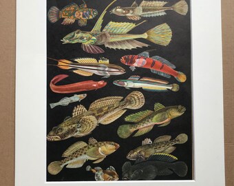 1968 Original Vintage Print - Mounted and Matted - Tropical Fish - Mandarinfish, Bleeker, Goby  - Available Framed