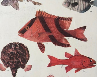 1950 Original Vintage Fish Print - Mounted and Matted - Available Framed - Tropical Fish - Marine Species - Sealife - Ocean Decor