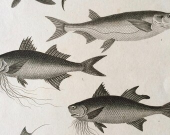 1819 Original Antique Engraving - Polyneme, Herring - Fish - Ichthyology - Marine Decor - Available Matted and Framed