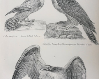 1891 Birds - Falcon, Eagle, Birds of Prey Original Antique Steel Engraving - Encyclopaedia Illustration - Ornithology - Martial Eagle