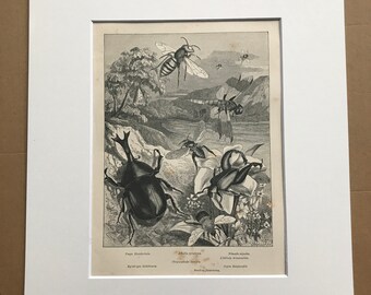 1863 Insects Original Antique Print - Lepidoptera - Entomology - Insect - Mounted and Matted - Available Framed