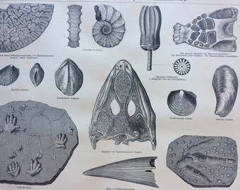 1877 Limestone Formations Original Antique Print - Available Framed - Fossil - Geology - Palaeontology