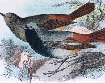 1896 Black Redstart Original Antique Chromolithograph - Bird - Ornithology - Mounted and Matted - Wall Decor - Decorative Print