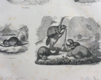 1856 Large Original Antique Engraving - Rodents: Beaver, Mole-Rat, Canada Sand-Rat, Muskrat, Teeth, Anatomy - Wildlife Wall Decor