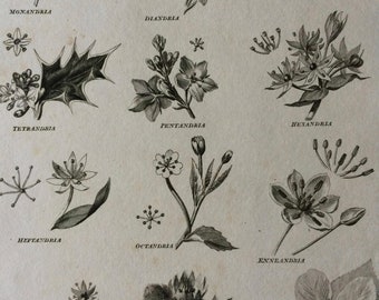 1819 Classes of Botany Original Antique Engraving - Available Mounted and Matted - Botanical Art - Flower - Plant - Available Framed