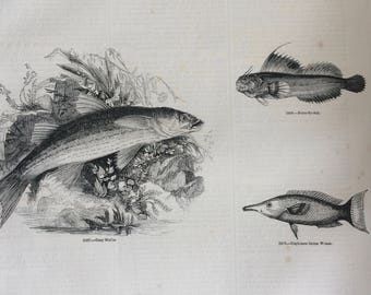 1856 Large Original Antique Fish Engraving - Ballan Wrasse, Dragonet, Butterfly-Fish, Mullet, Goldfinny  - Marine Wall Decor - Fishing