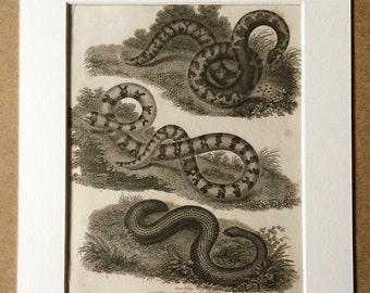 1819 Slow Worm Original Antique Engraving - Available Mounted and Matted - Herpetology - Decorative Art - Snake - Reptile - Available Framed