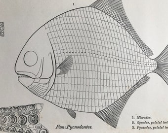 1858 Pycnodontes Fish Original Antique Engraving - Palaeontology - Fossil - Geology