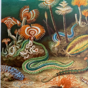 Buy Plankton Print Online In India Etsy India
