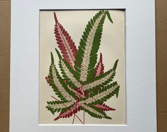 1872 Original Antique Hand Coloured Botanical Illustration - Botany - Beautiful Leaved Plant - Pteris - Available Matted & Framed