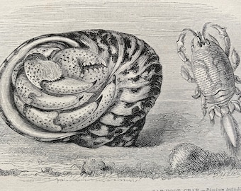 1863 Diogenes Hermit-Crab and Oar Foot Crab Original Antique Print - Crustacean - Ocean Wildlife - Mounted and Matted - Available Framed