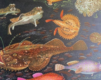 1968 Original Vintage Fish Print - Sargassum Fish - Bloody Frogfish - Shortnose Batfish - Starry Handfish - Available Framed