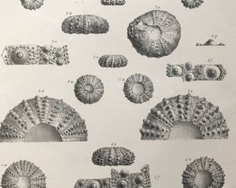 1857 Original Antique Engraving - Fossil Echinodermata of the Oolitic Formations- Palaeontology - Mounted and Matted - Available Framed