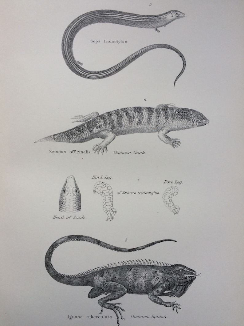 Wildlife wall decor Reptiles 1891 LIZARDS Original Antique Encyclopaedia Illustration Iguana home decor Scink Seps Tridactylus