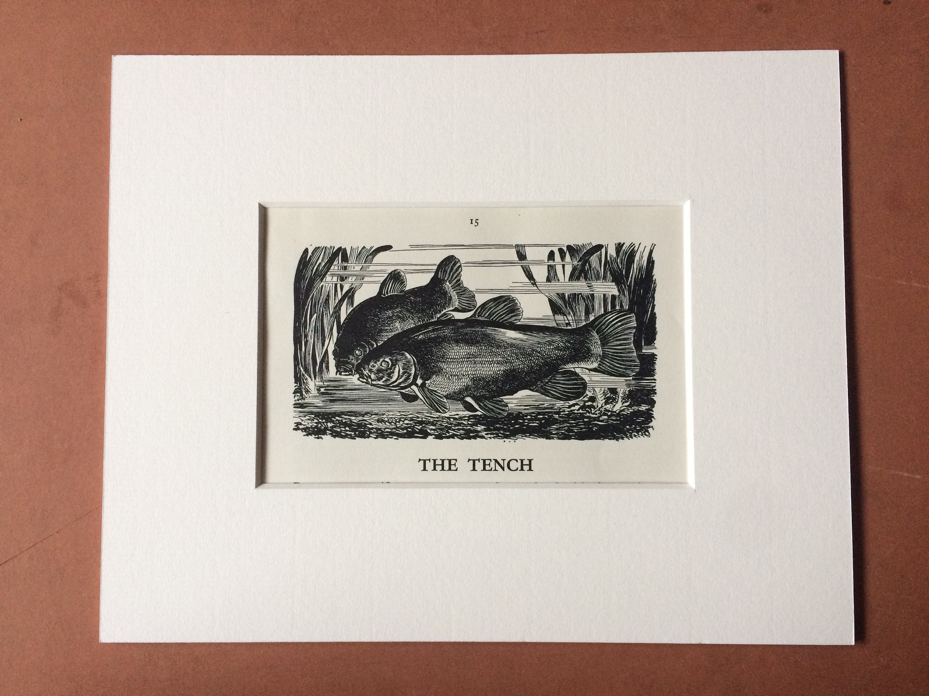 1958 The Tench Original Vintage Print Mounted and Matted Fish