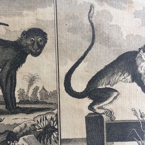 Op de afbeelding: Twee gedetailleerde zwart-wit illustraties van apen. Eén aap staat op vier poten, terwijl de andere op een hek zit. De achtergrond toont een landschap met bomen en gebouwen, wat een vintage esthetiek creëert.