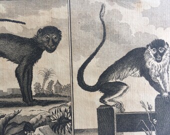 1775 Original Antique Copper Engraving - The Mangabey and The Callitri - Count de Buffon - Wall Decor - Zoology - Decorative Art - Monkey