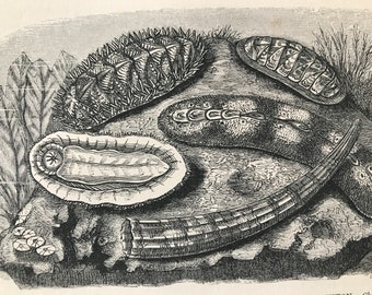 1863 Chiton Varieties and Elephant's Tusk Original Antique Print - Marine Wildlife - Mollusc - Mounted and Matted - Available Framed