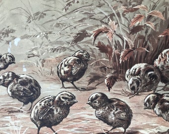 1915 Partridge Chicks Original Antique Print - Ornithology - Bird Art - Mounted and Matted - Available Framed