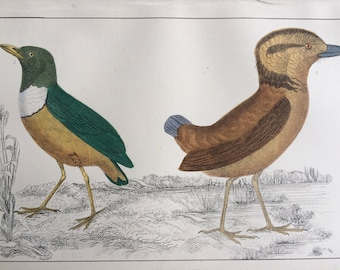 1852 Original Antique Hand-Coloured Engraving - Backlot's Breve and Giant Breve - Ornithology - Bird Art - Available Framed
