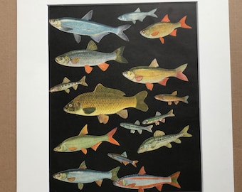 1968 Original Vintage Print - Mounted and Matted - Predatory Carp, Danube Bleak, Rudd, Gudgeon, Lake Minnow - Fish - Available Framed