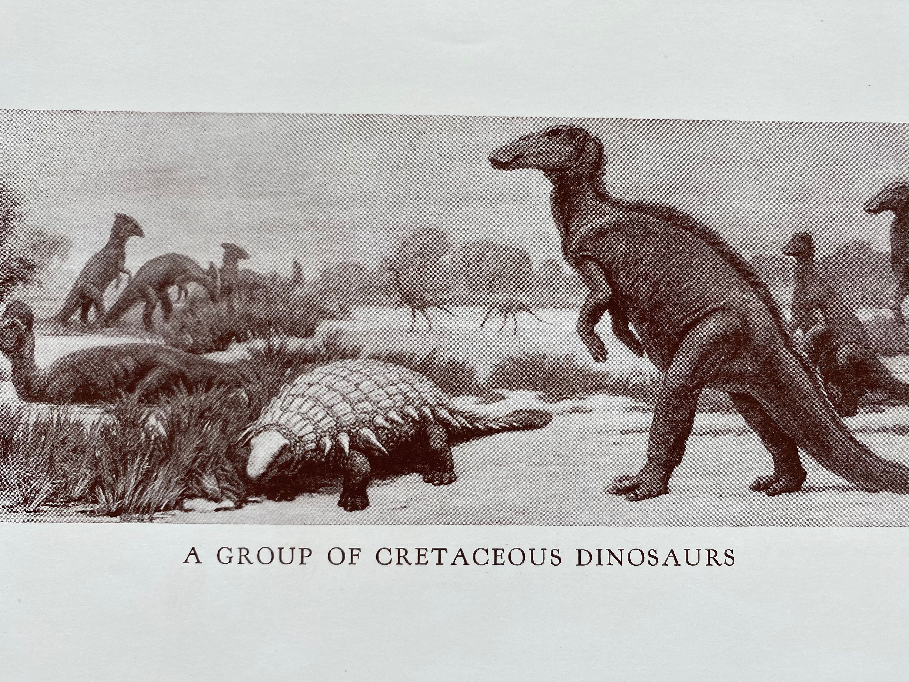 1935 A Group of Cretaceous Dinosaurs Original Antique Print ...