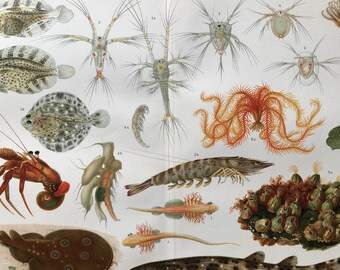 Fish & Reptiles