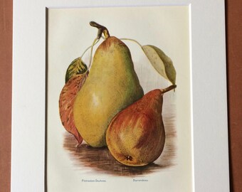 1924 Pear Varieties Original Vintage Fruit Print - Country Kitchen Decor - Culinary Gift - Mounted and Matted - Available Framed