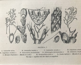 1863 Polyzoa Original Antique Print - Ocean Wildlife - Marine Organism - Natural History - Mounted and Matted - Available Framed