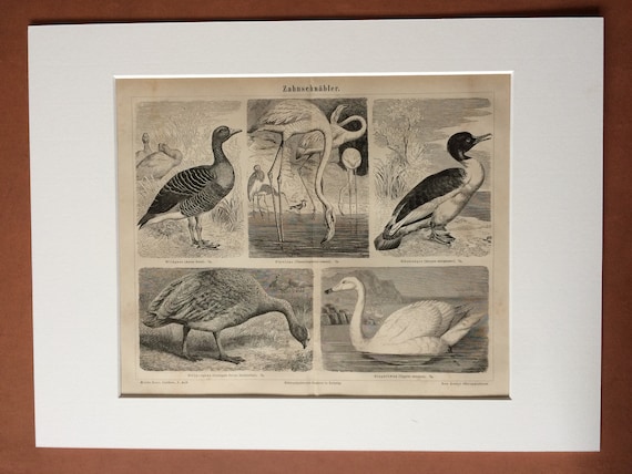 1878 Schwan, Flamingo, Merganser Ente, Cape Barren Gans Original Antiker  Druck Gerahmt Vogel Viktorianisches Dekor - .de