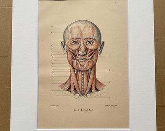 1890 Original Antique Anatomical Print - Head and Neck Muscles - Anatomy - Medical Decor - Science - Mounted and Matted - Available Framed