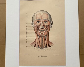 1890 Original Antique Anatomical Print - Head and Neck Muscles - Anatomy - Medical Decor - Science - Mounted and Matted - Available Framed