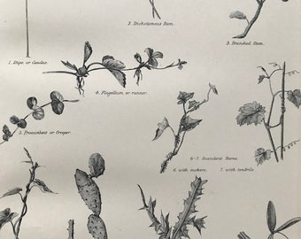 1880 Stems - Botany Original Antique Print - Botanical Decor - Gift for Botanist - Mounted and Matted - Available Framed