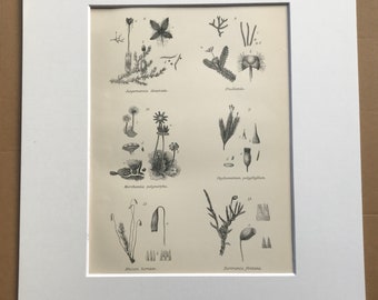 1891 Cryptogamia (Muscineae) Original Antique Print - Botanical Decor - Botany - Available Framed