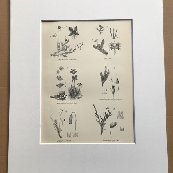 1891 Cryptogamia (Muscineae) Original Antique Print - Botanical Decor - Botany - Available Framed