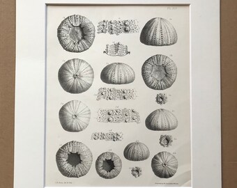 1857 Original Antique Engraving - Fossil Echinodermata of the Oolitic Formations- Palaeontology - Mounted and Matted - Available Framed